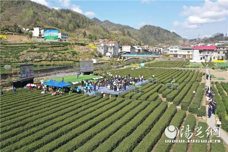 陕西京康富硒茶