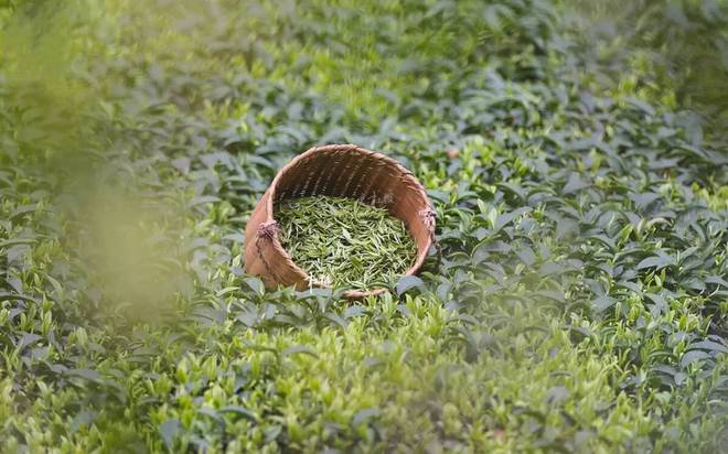 润邦富硒茶公司