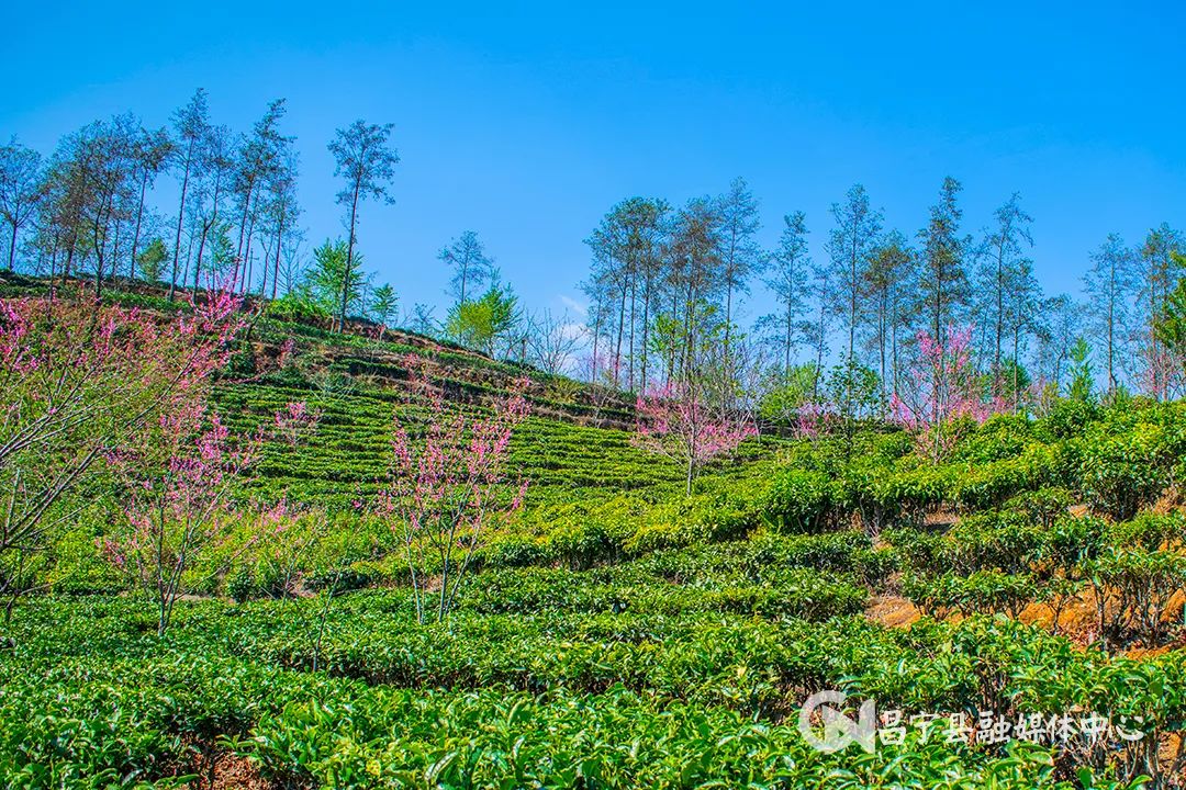 翁堵雪山富硒茶