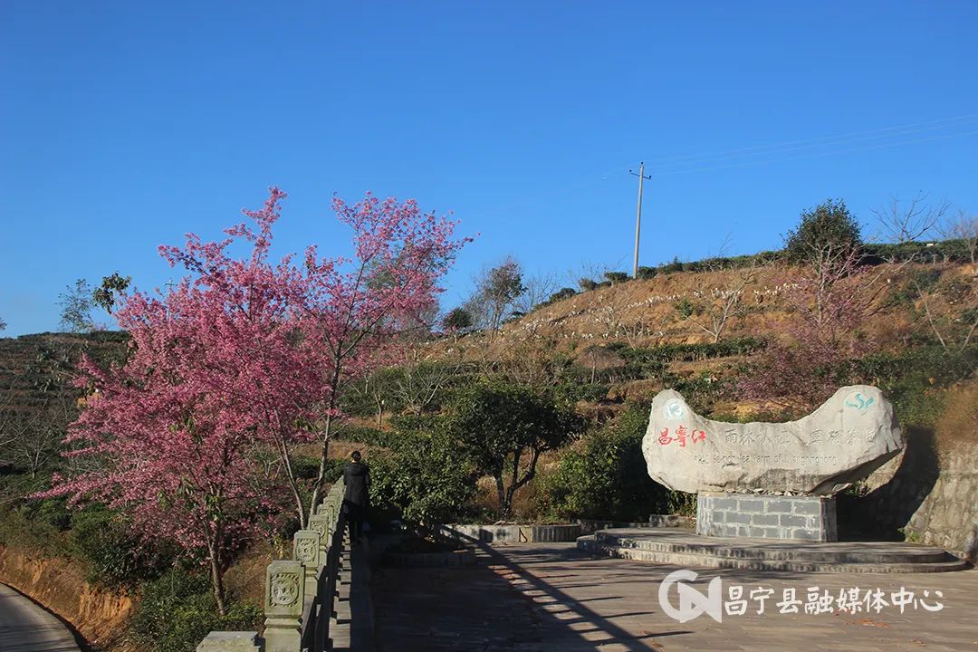 翁堵雪山富硒茶