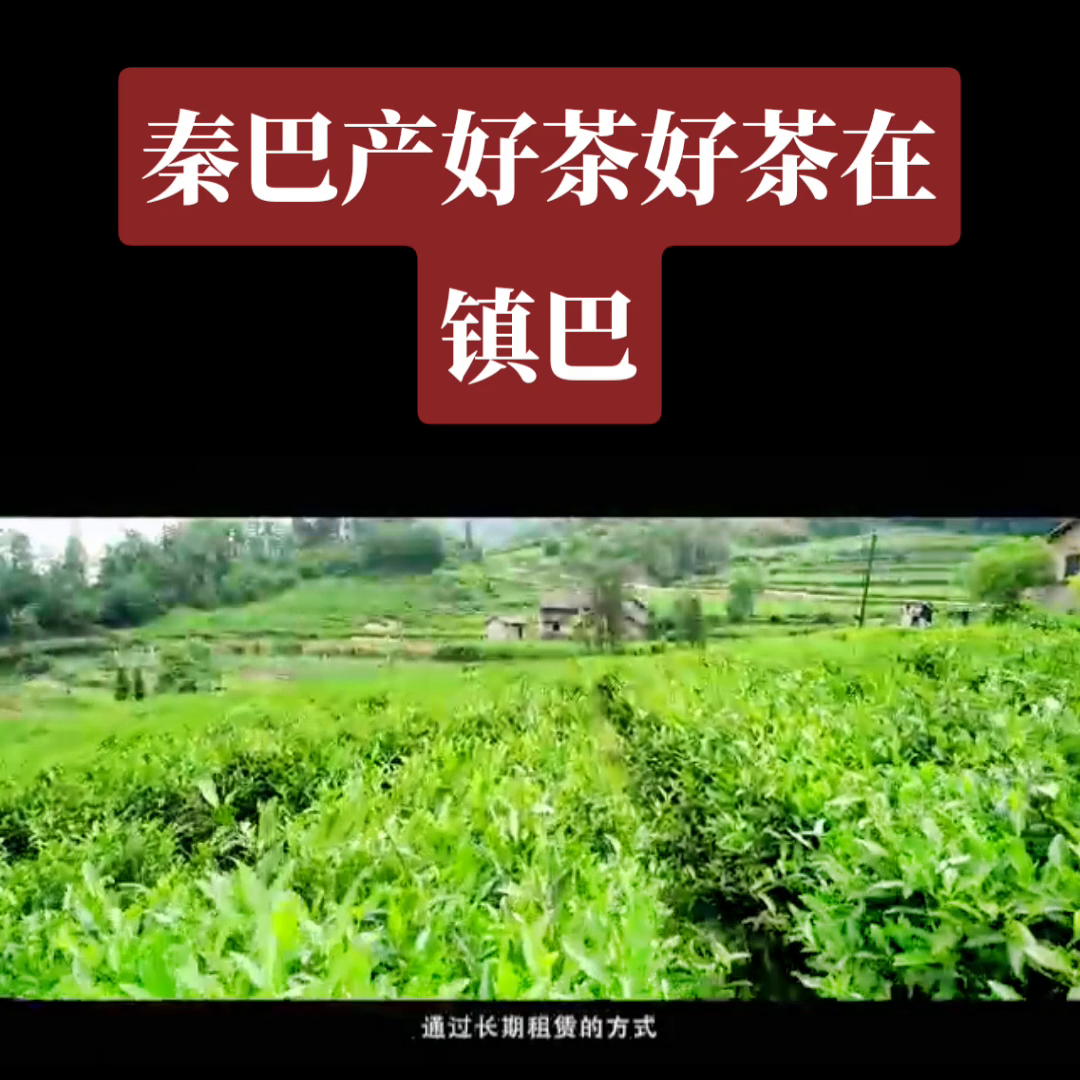 汉中有机富硒茶