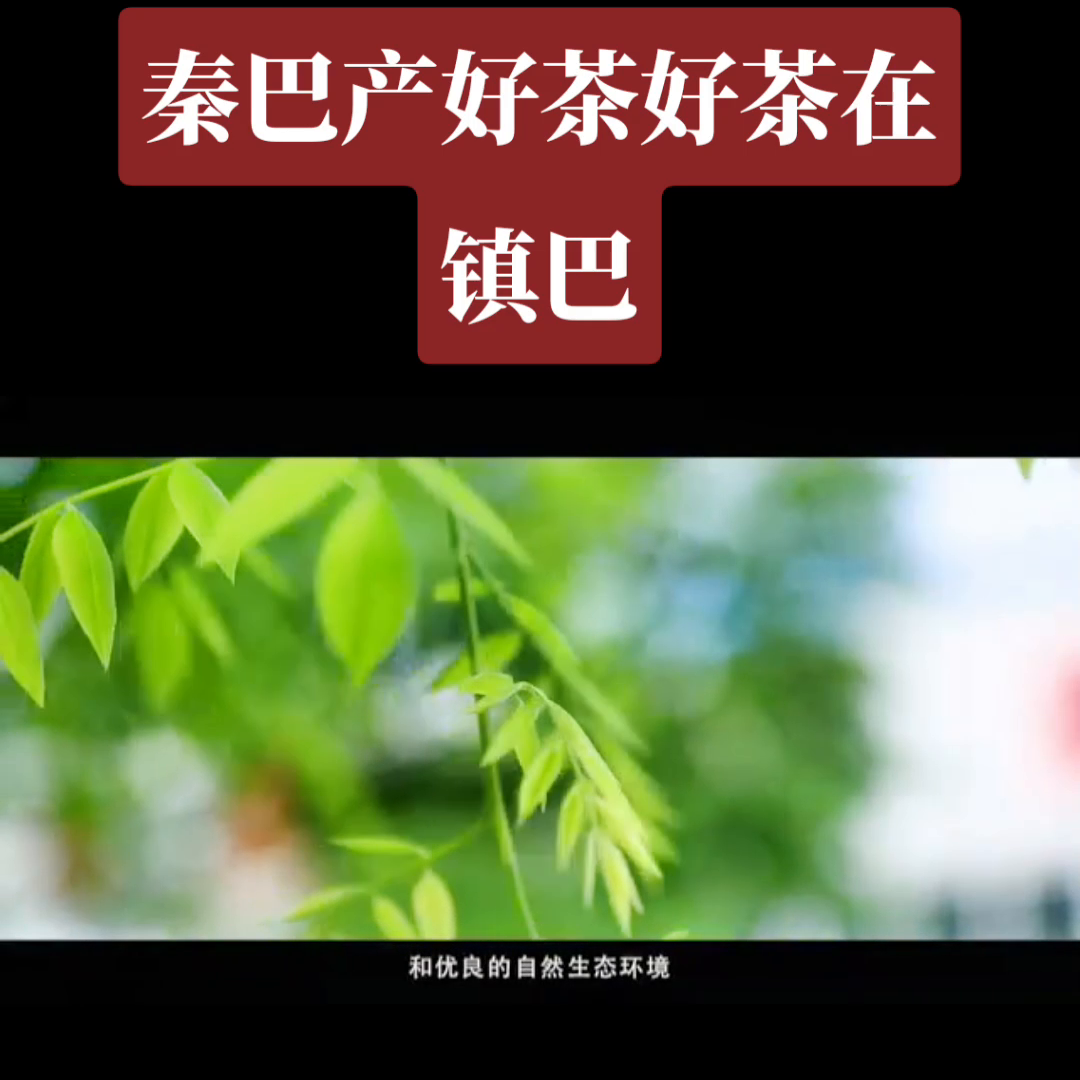 汉中有机富硒茶