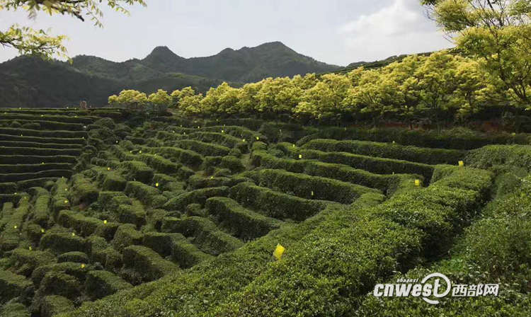 汉中有机富硒茶