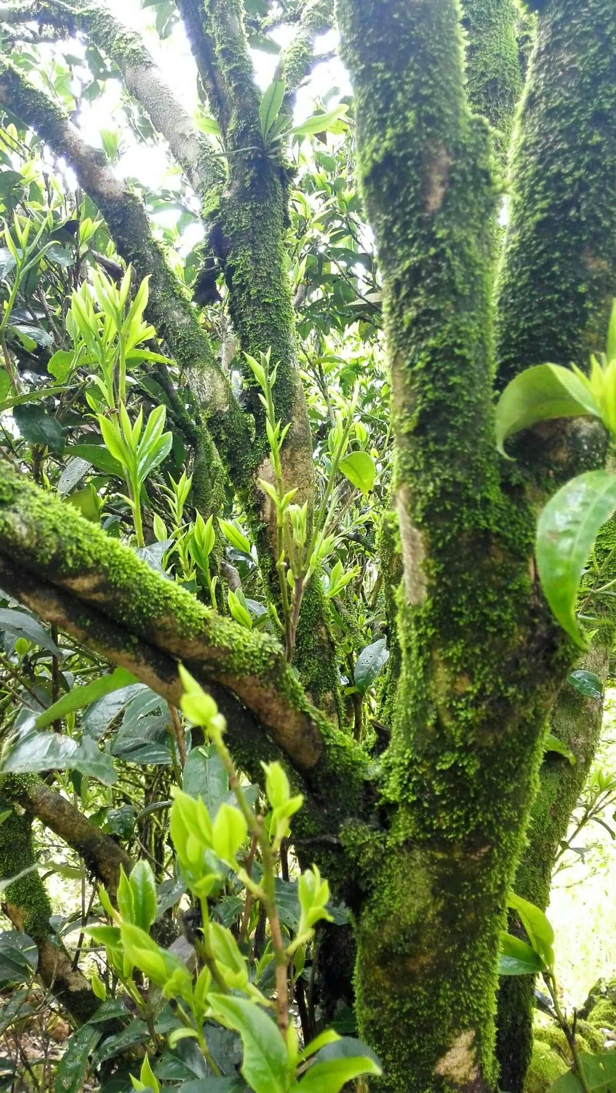 富硒茶凤凰单丛