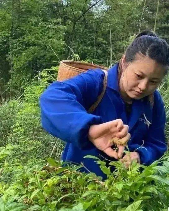 野生富硒莓茶粉