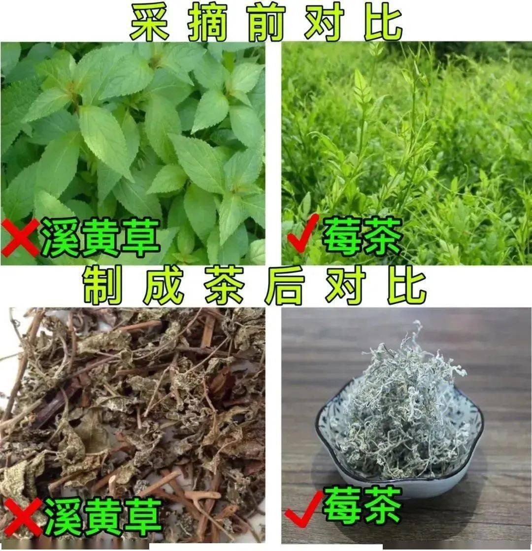 野生富硒莓茶粉