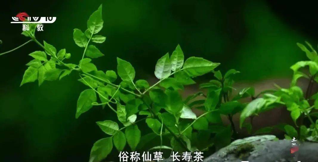 野生富硒莓茶粉