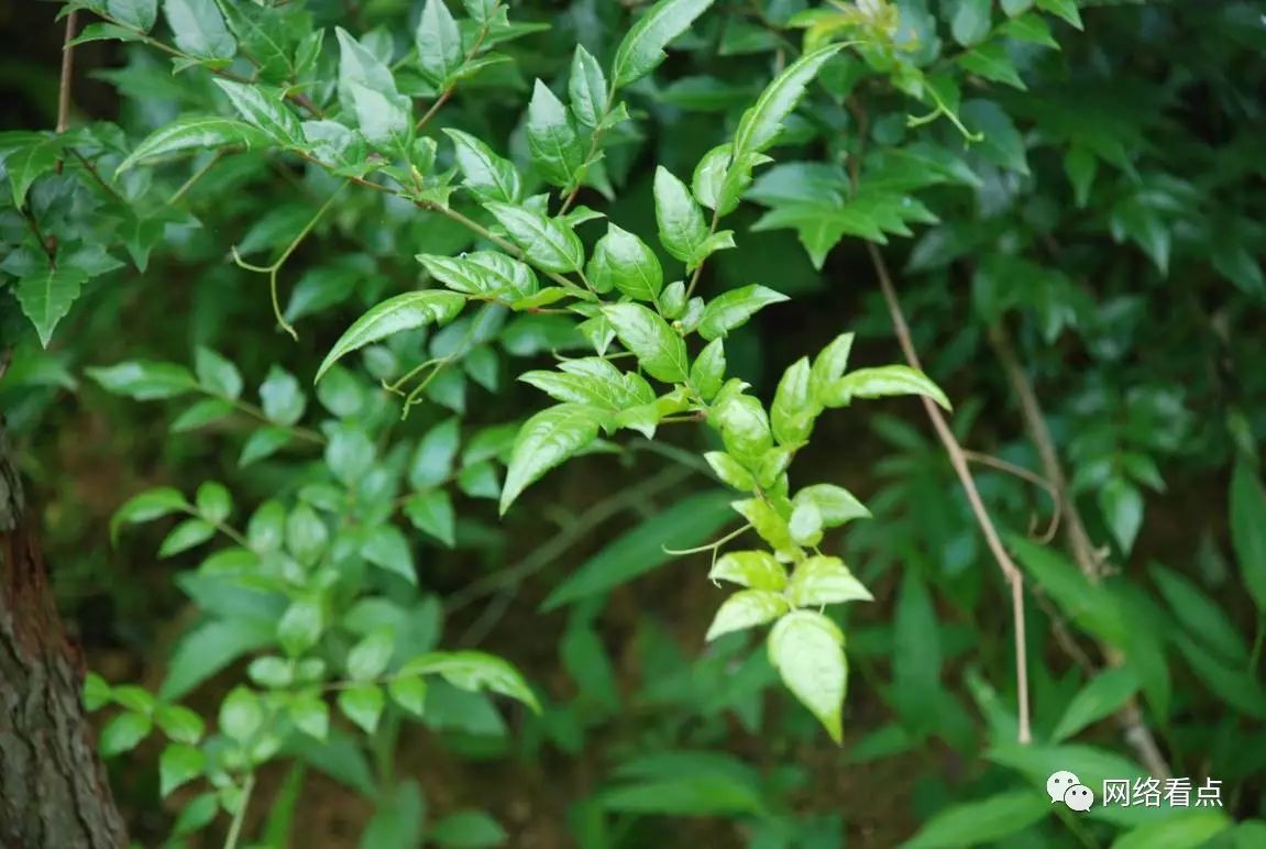 富硒藤茶助睡眠