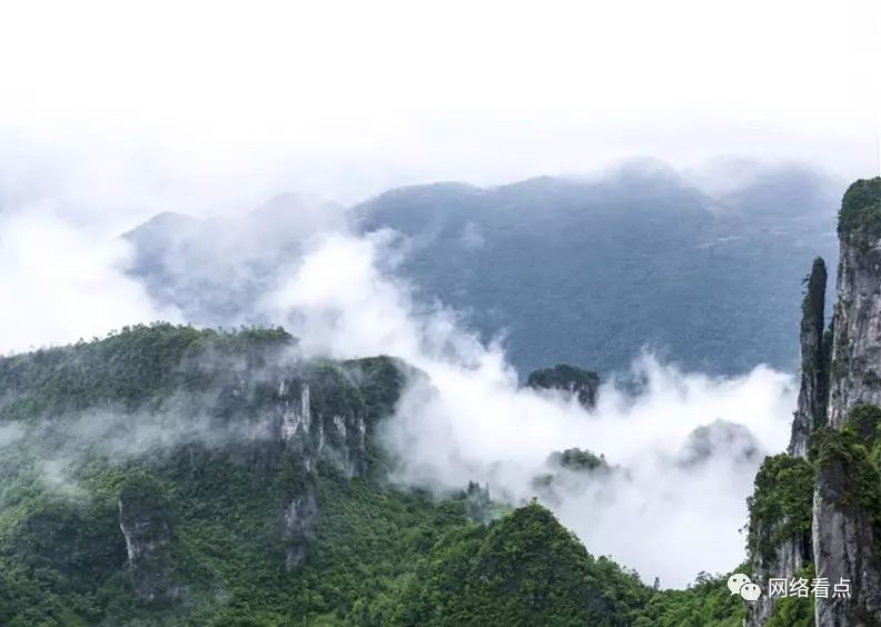 富硒藤茶助睡眠