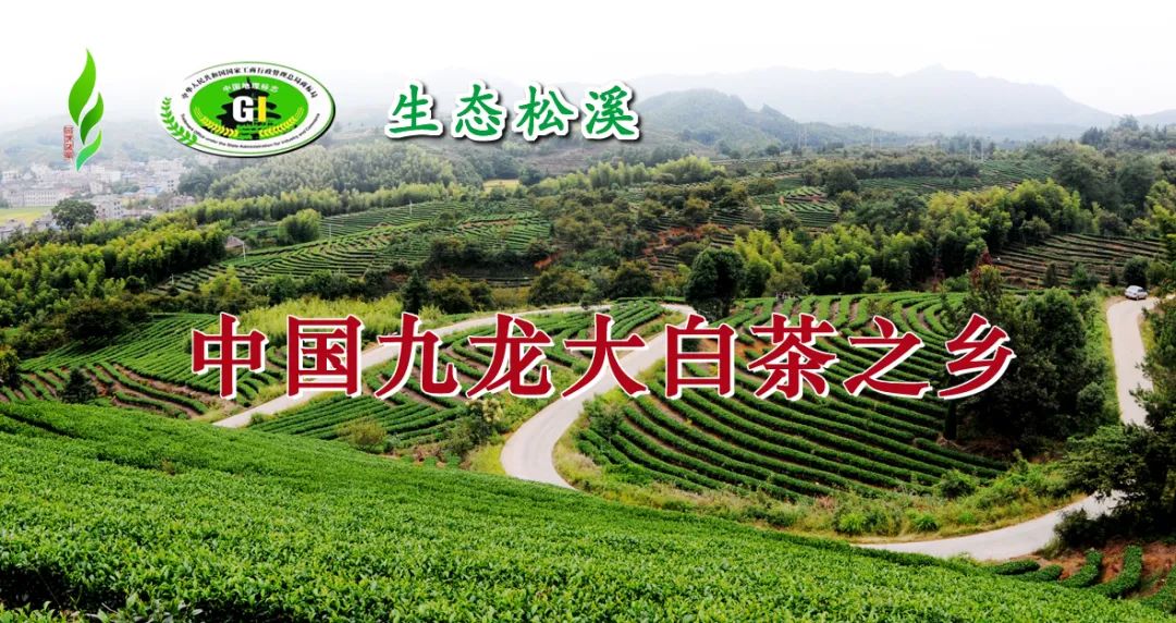 富硒茶专题报告