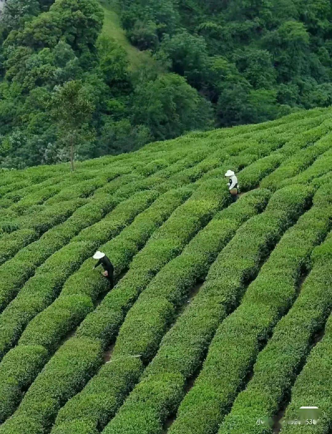 安康富硒茶翠峰