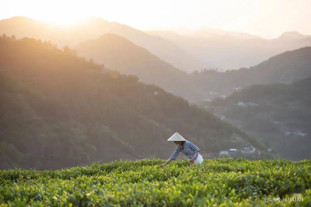 安康富硒茶翠峰