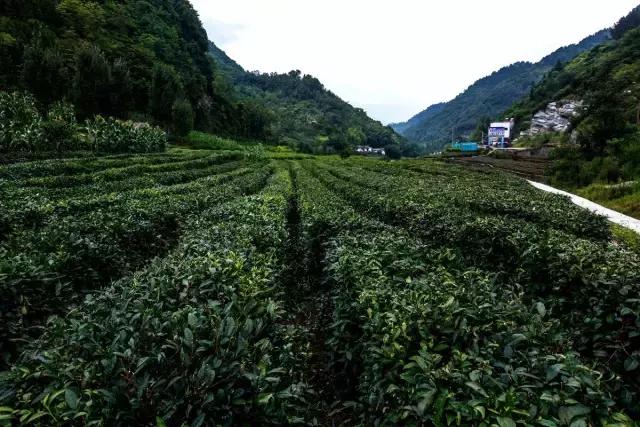 安康富硒茶翠峰