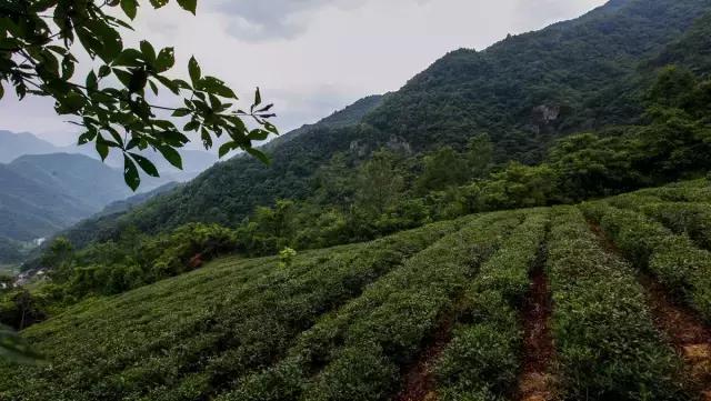 安康富硒茶翠峰