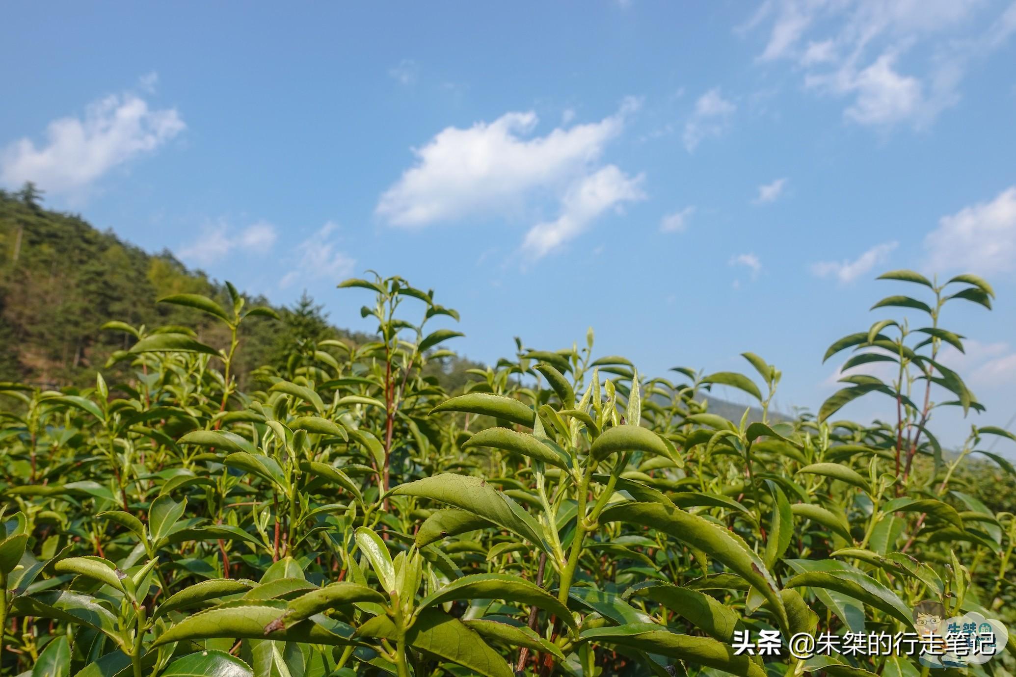 台州富硒生茶饼