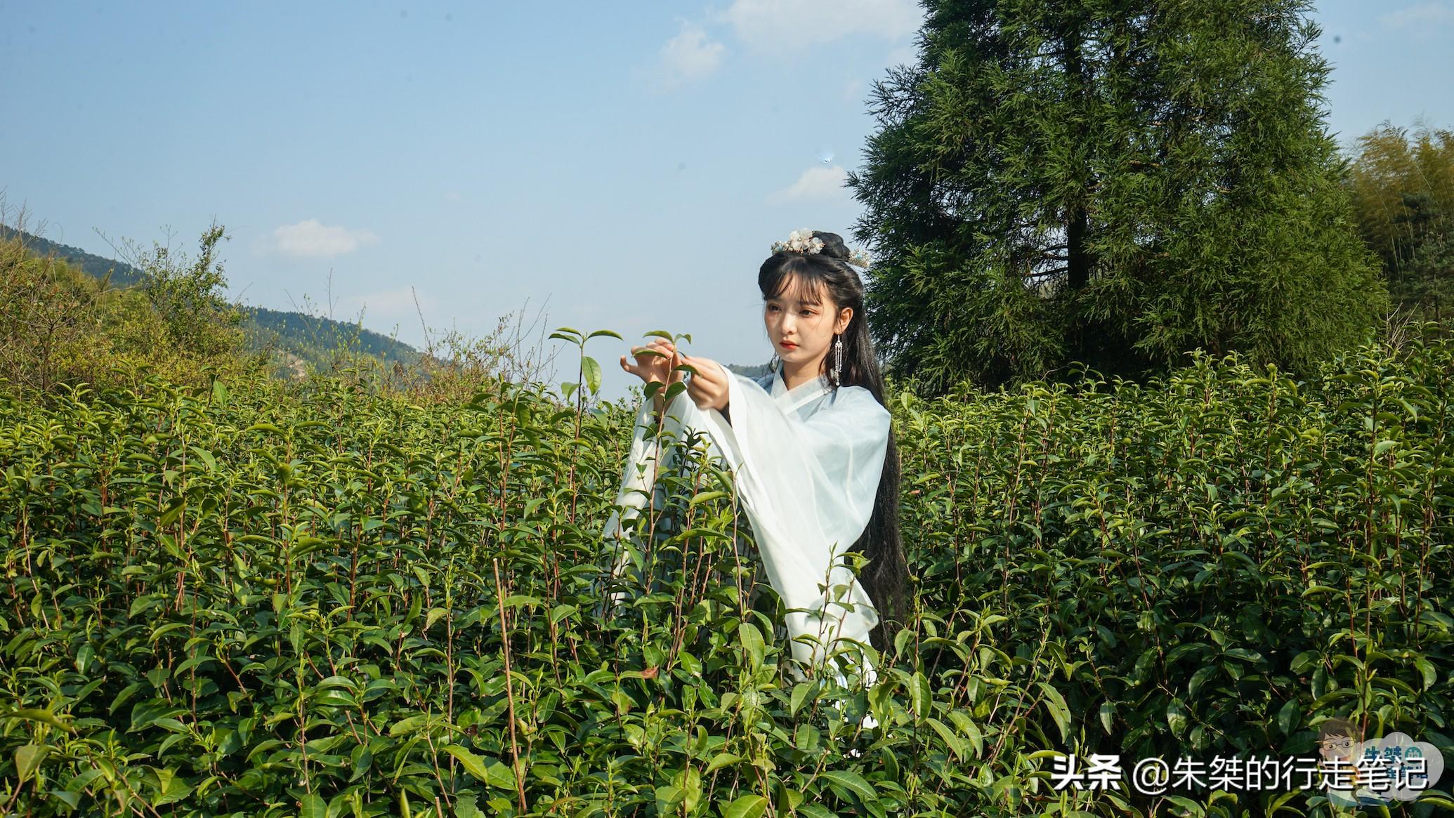 台州富硒生茶饼