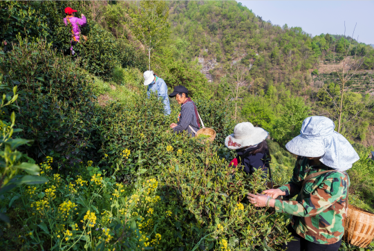 紫阳翠峰富硒茶