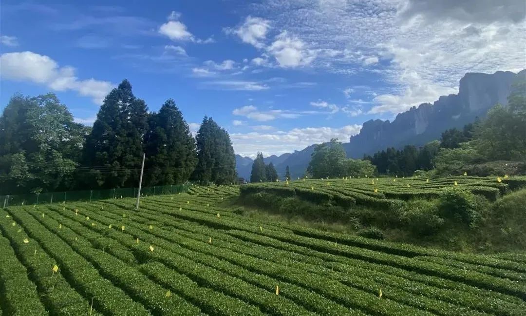 恩施润邦富硒茶