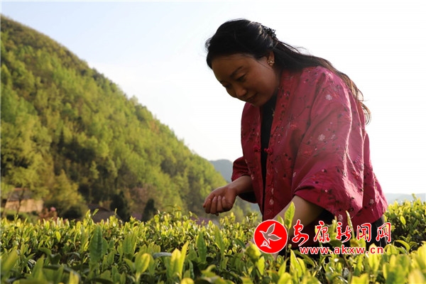 京康富硒茶价格