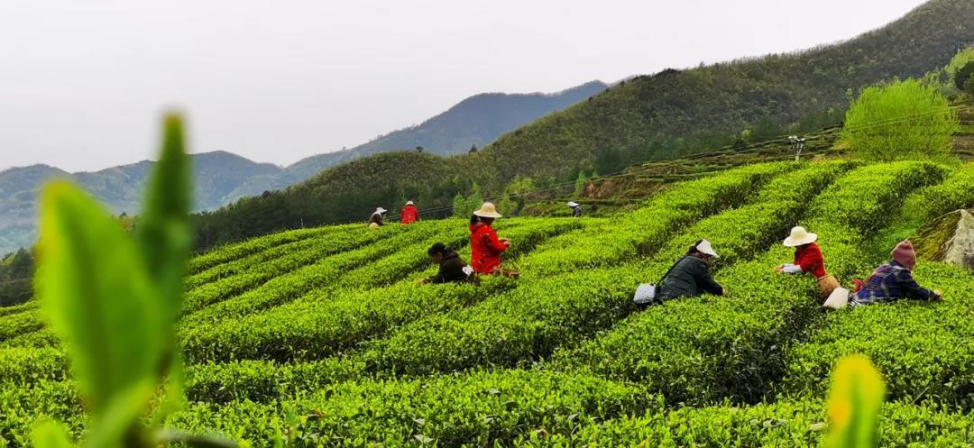 京康富硒茶价格