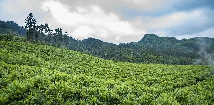 土家莓茶富硒吗