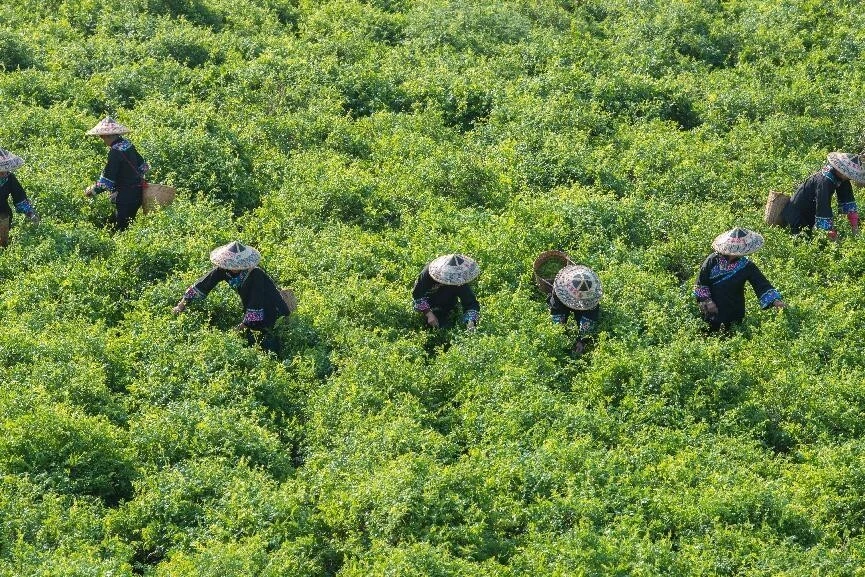 土家莓茶富硒吗