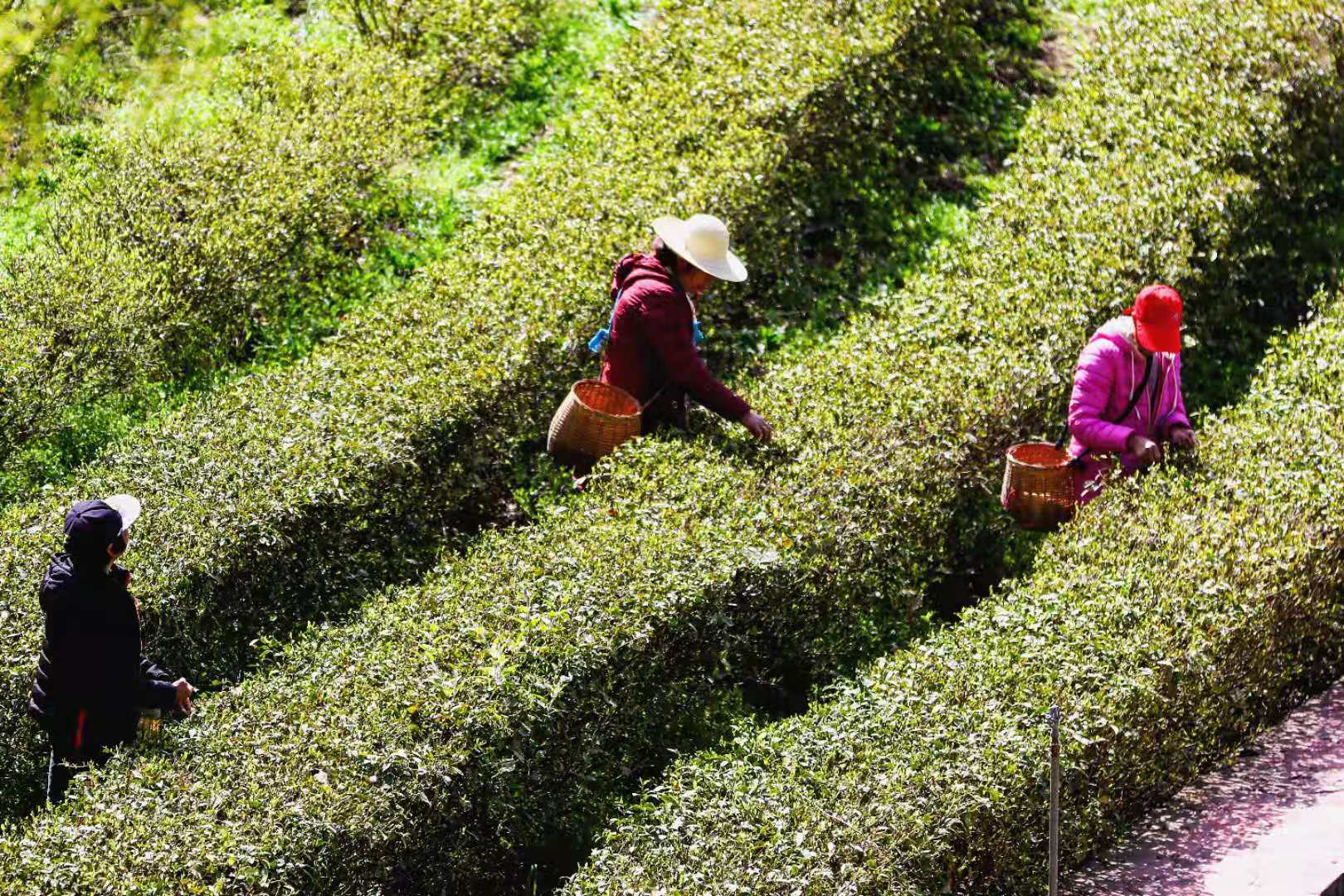 京康富硒茶直播