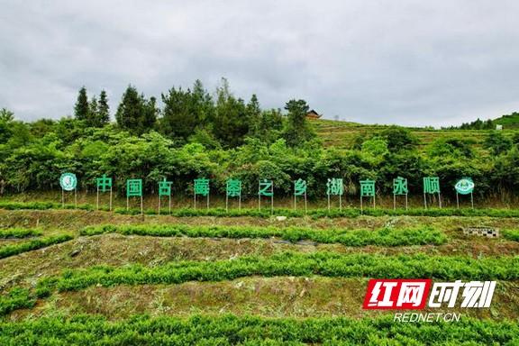 宋小年富硒藤茶