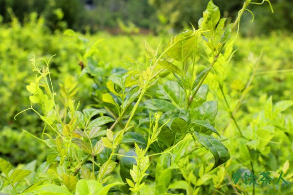 莓茶和藤茶有什么区别，藤茶与莓茶是不是一种茶(同茶不同名)