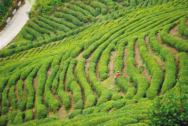 子午仙毫富硒茶