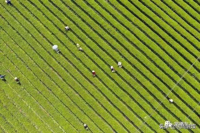 桃源富硒皇菊茶