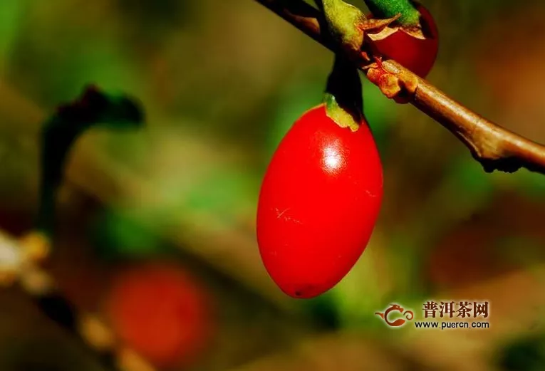 老白茶和枸杞能一起煮吗？枸杞白茶的功效