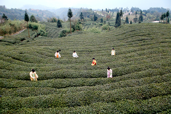 宜春富硒金片茶