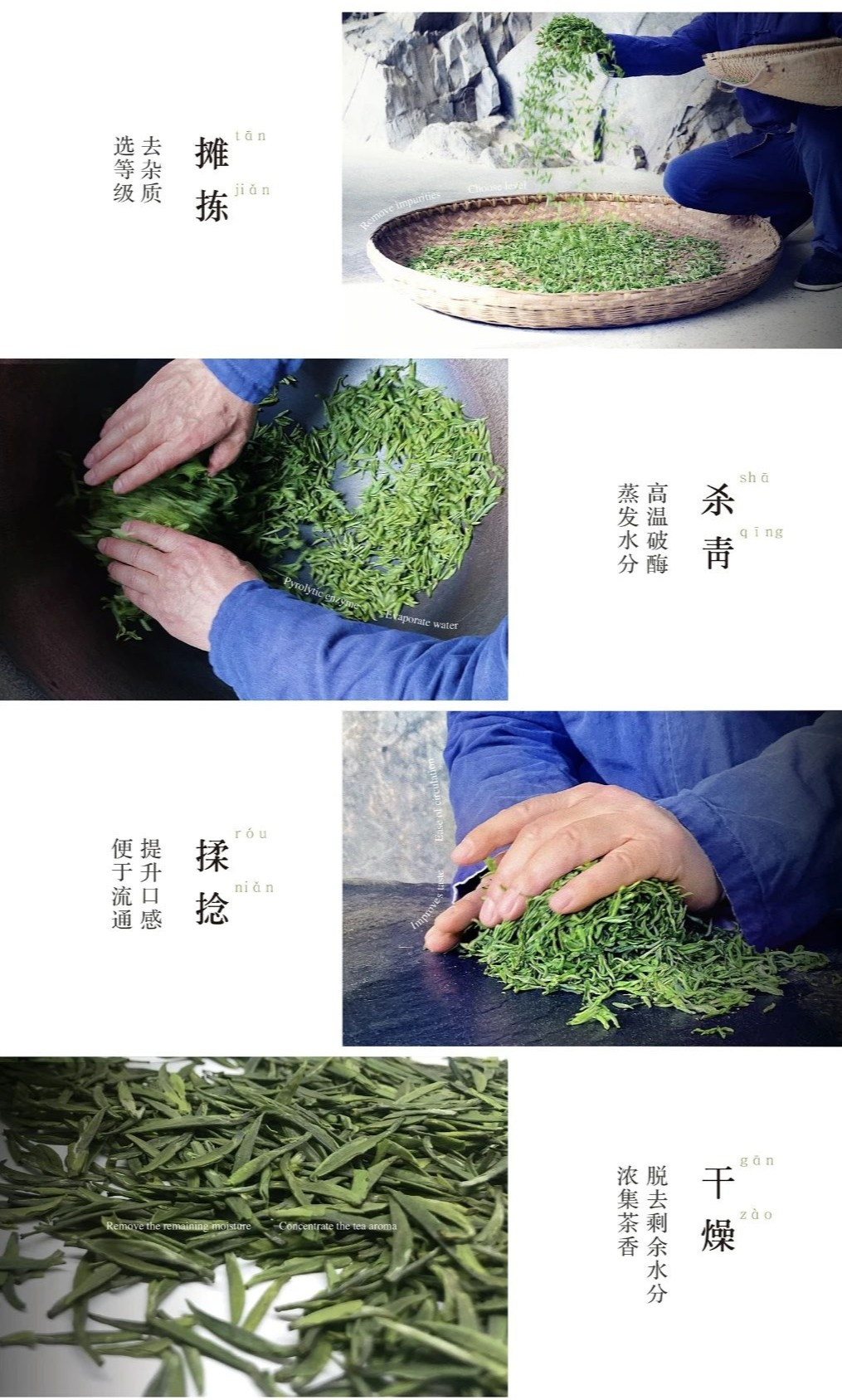 利川富硒明前茶