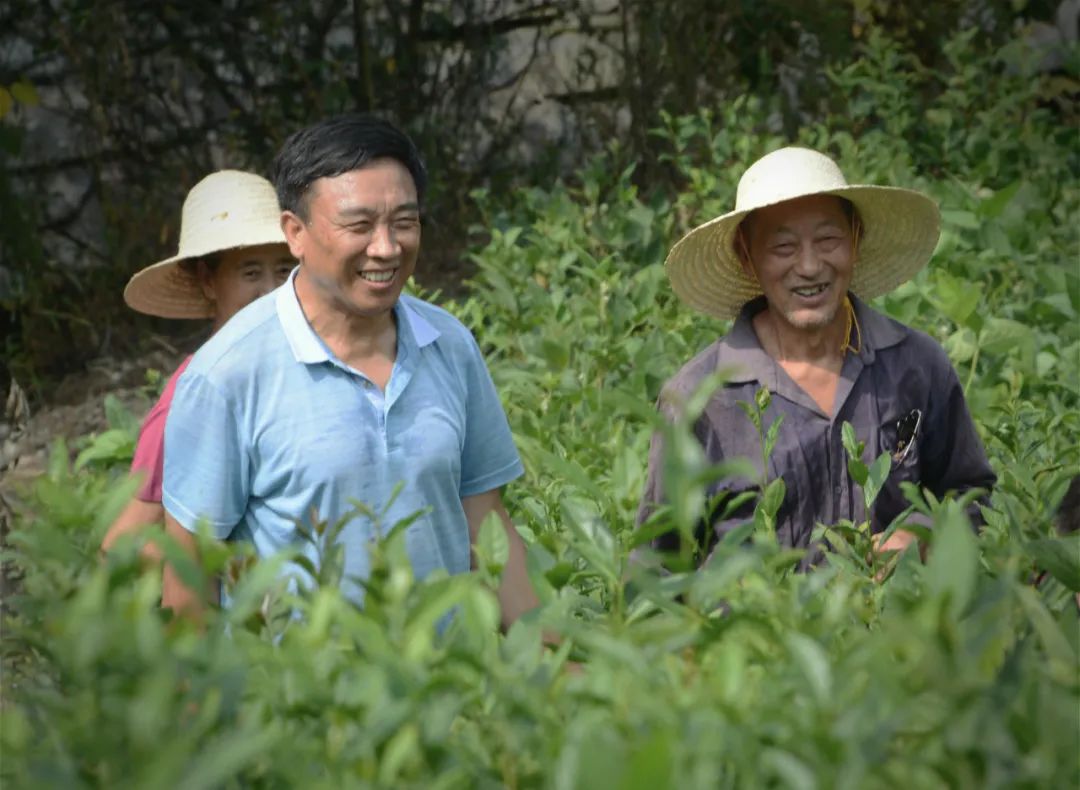 利川富硒明前茶