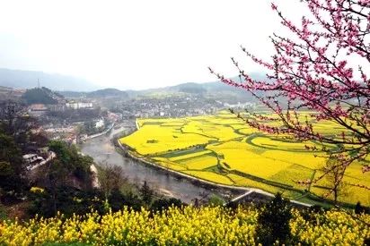 开阳高山富硒茶