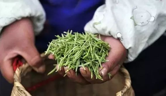 开阳高山富硒茶