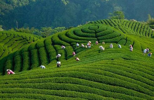 开阳高山富硒茶