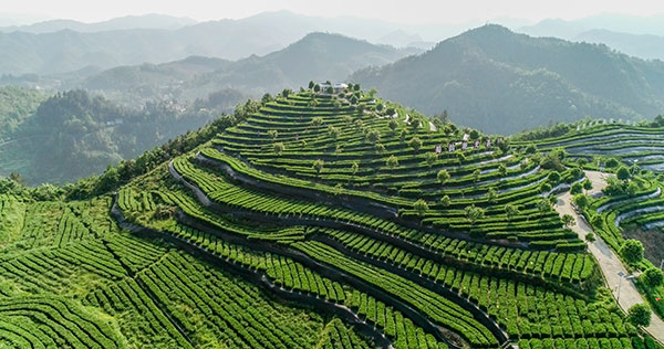 开阳高山富硒茶