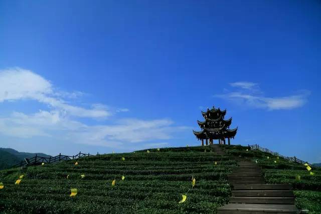 恩施富硒茶雾翠