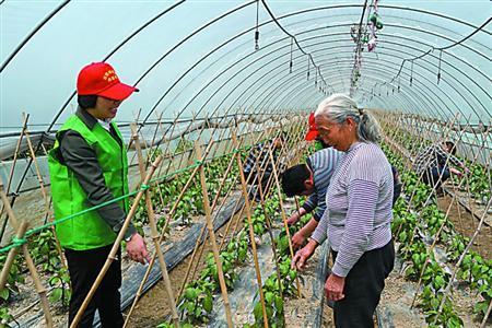 河南富硒荞子茶