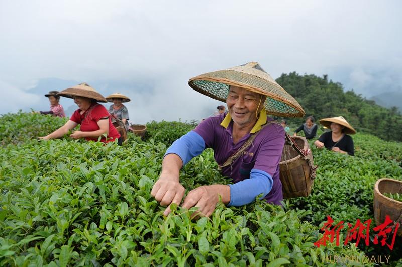 富硒速溶茶价格