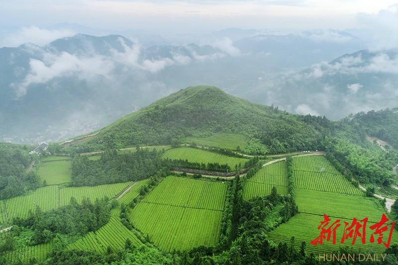 富硒速溶茶价格