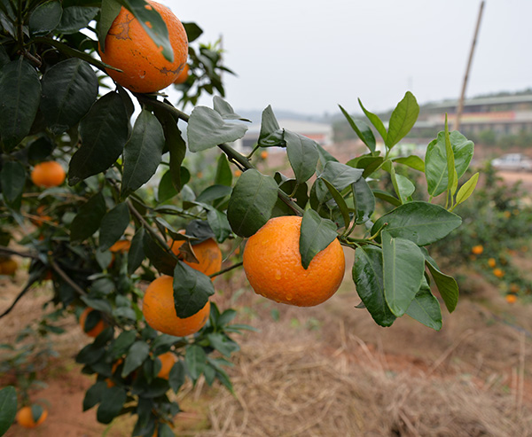 河池种植富硒沃柑哪家好