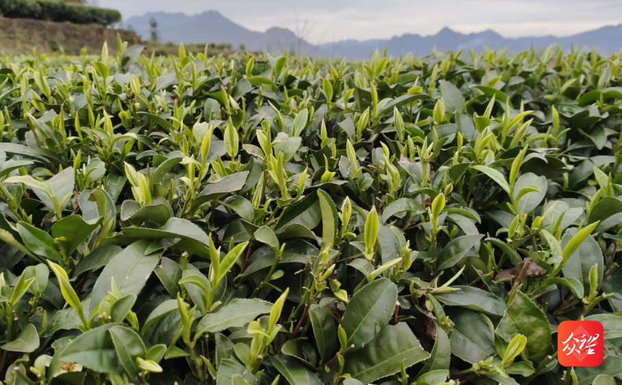 飞云山富硒贡茶