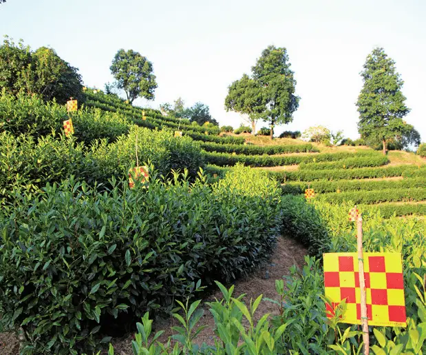 高山富硒小石茶