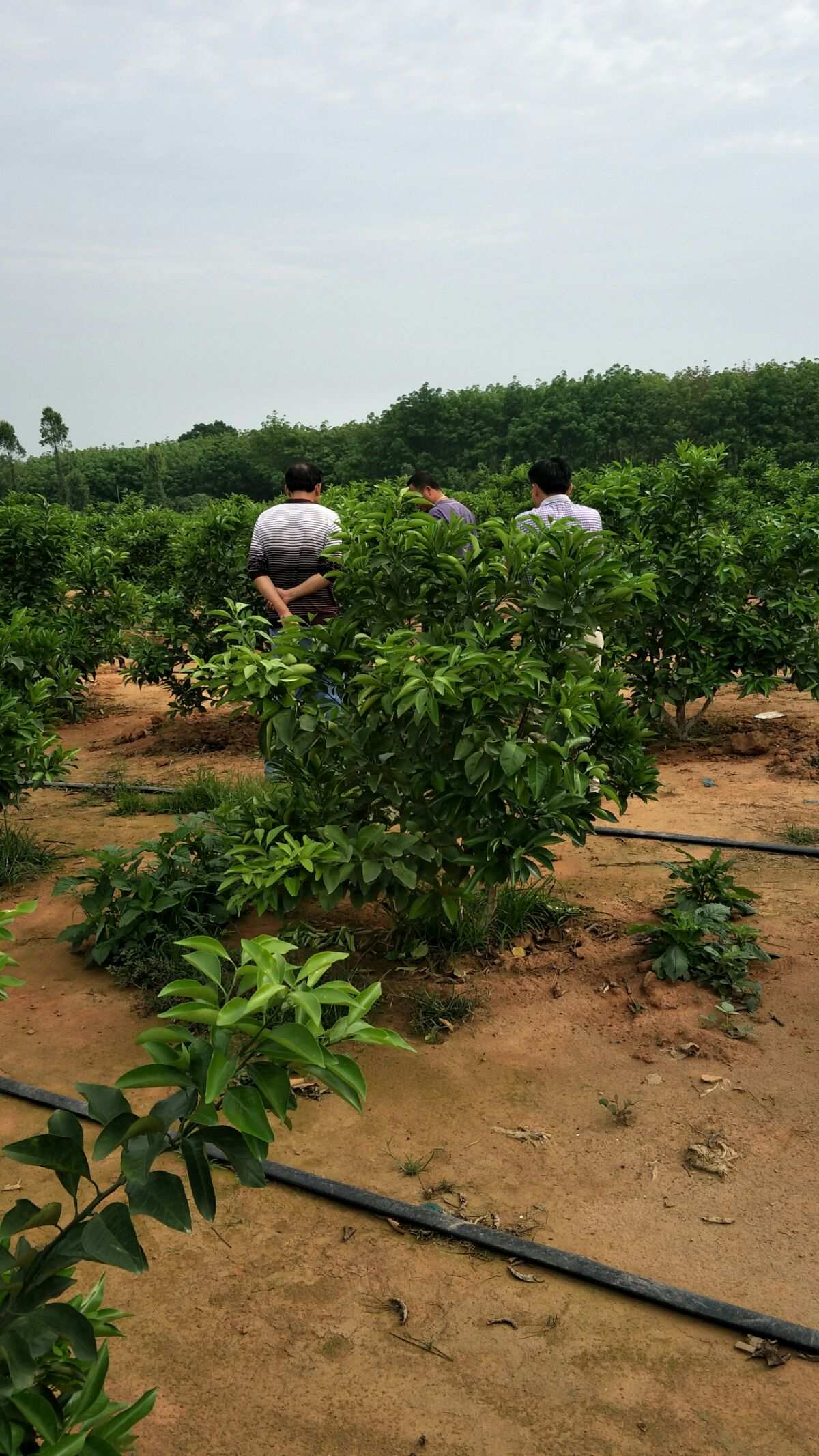 构树叶茶有富硒