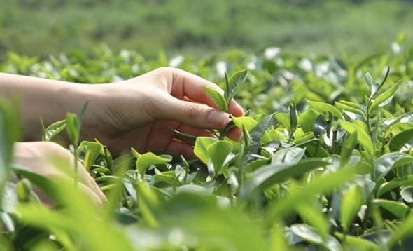 紫阳富硒茶：氨基酸、咖啡碱含量高，富含硒元素，生态优良的健康之选