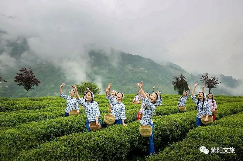 紫阳富硒茶：氨基酸、咖啡碱含量高，富含硒元素，生态优良的健康之选