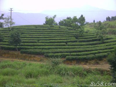 万源富硒茶